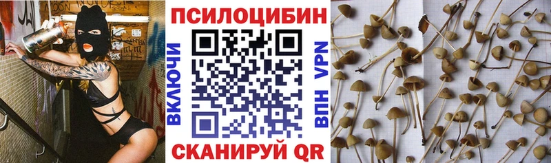 Галлюциногенные грибы Psilocybine cubensis  Купить  Качканар 